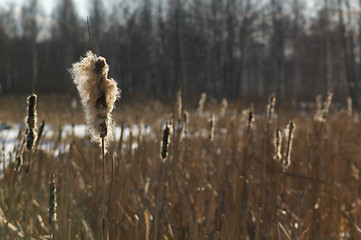 Image showing Typha