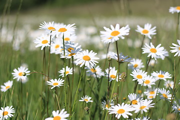 Image showing daisy field