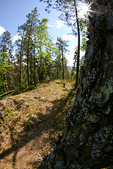 Image showing Forest