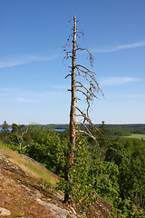 Image showing Deadwood