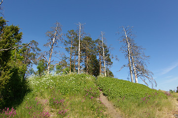 Image showing Deadwoods