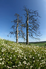 Image showing Deadwoods