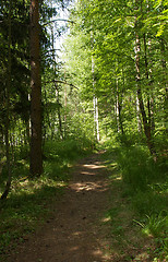 Image showing Forest