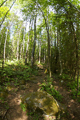 Image showing Path in the forest