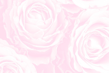Image showing Background of roses