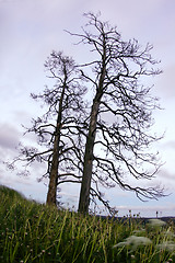 Image showing Deadwood