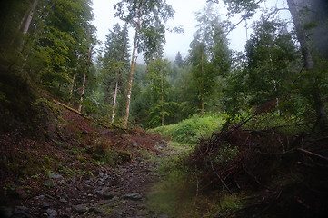 Image showing Alpine forest nature