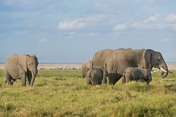 Image showing African Elephants