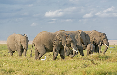 Image showing Elephants of Amboseli National Park