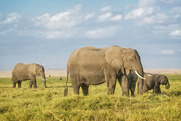 Image showing African Elephants on pasture