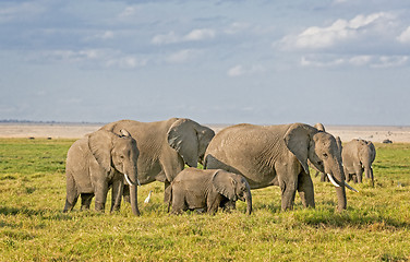 Image showing African Elephants 