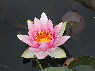 Image showing Waterlily