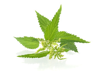 Image showing nettle