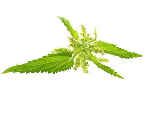 Image showing nettle