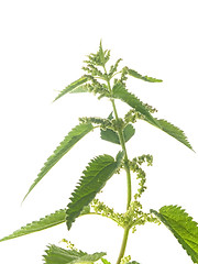 Image showing nettle