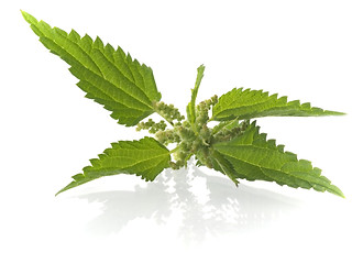 Image showing nettle