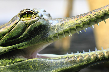 Image showing small crocodile, aligator (gavial)