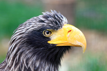 Image showing head of big black eagle 