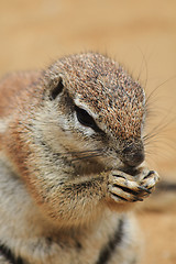 Image showing exotic squirrel 