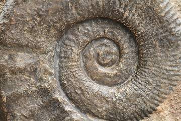 Image showing ammonite fossil background