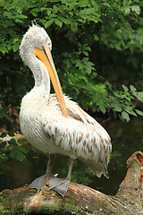 Image showing pelican is resting 