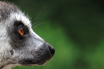 Image showing head of lemur monkey 