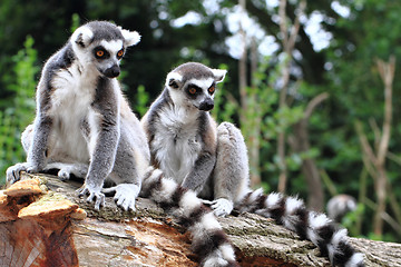 Image showing two lemur monkeys are resting