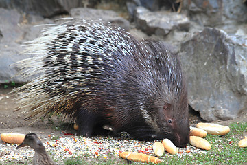 Image showing porcupine animal 