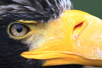 Image showing head of big black eagle 