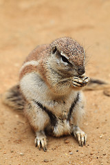 Image showing exotic squirrel 