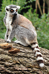 Image showing lemur monkey is resting