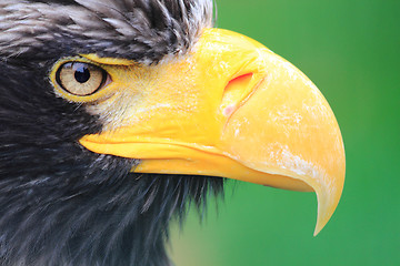 Image showing head of big black eagle 