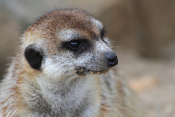 Image showing suricata face 