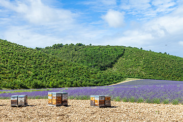 Image showing Beehive close to lavander field