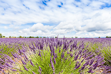 Image showing Lavander field