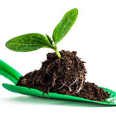 Image showing Young plant on gardening tool