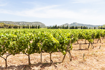 Image showing Provence vineyard