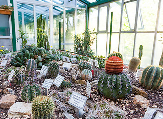 Image showing Cactus greenhouse