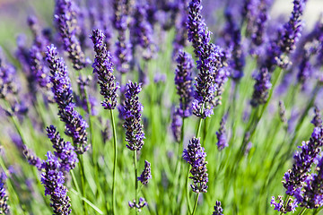 Image showing Lavander field