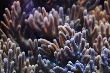 Image showing coral background 