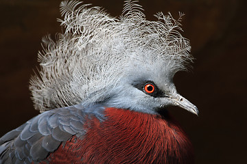Image showing exotic bird - goura scheepmakeri