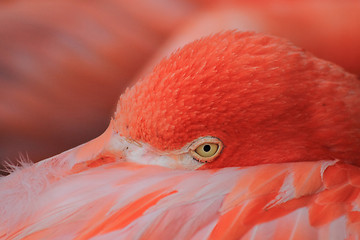 Image showing flamingo head 