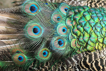 Image showing peacock feather texture 