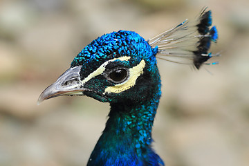 Image showing head of peacock 