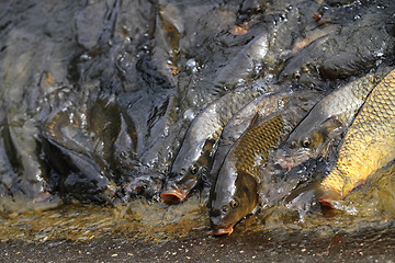 Image showing hungry carp fishes 