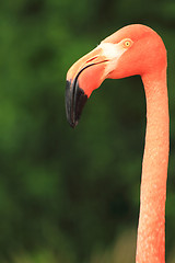 Image showing flamingo head 