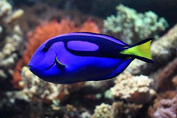 Image showing blue and yellow exotic fish 