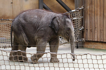 Image showing small elephant 