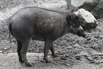 Image showing small wild pig 