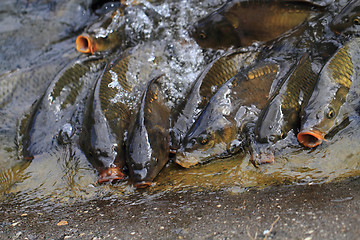 Image showing hungry carp fishes 